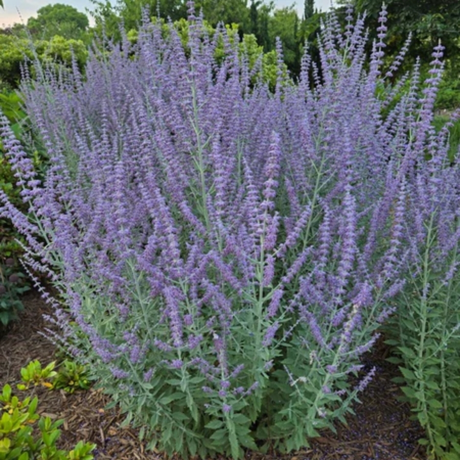 Перовския лебедолистная Прайм Тайм Перовския лебедолистная Прайм Тайм - Dolina-Sad.Ru