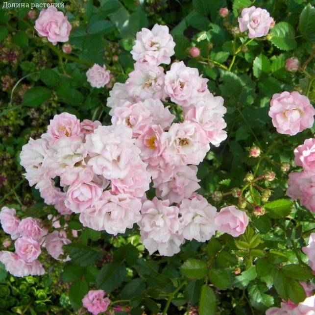 Роза Баллада в горшке - Dolina-Sad.Ru