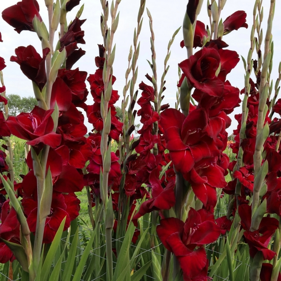 Гладиолус Фэт Бой Гладиолус Фэт Бой - Dolina-Sad.Ru