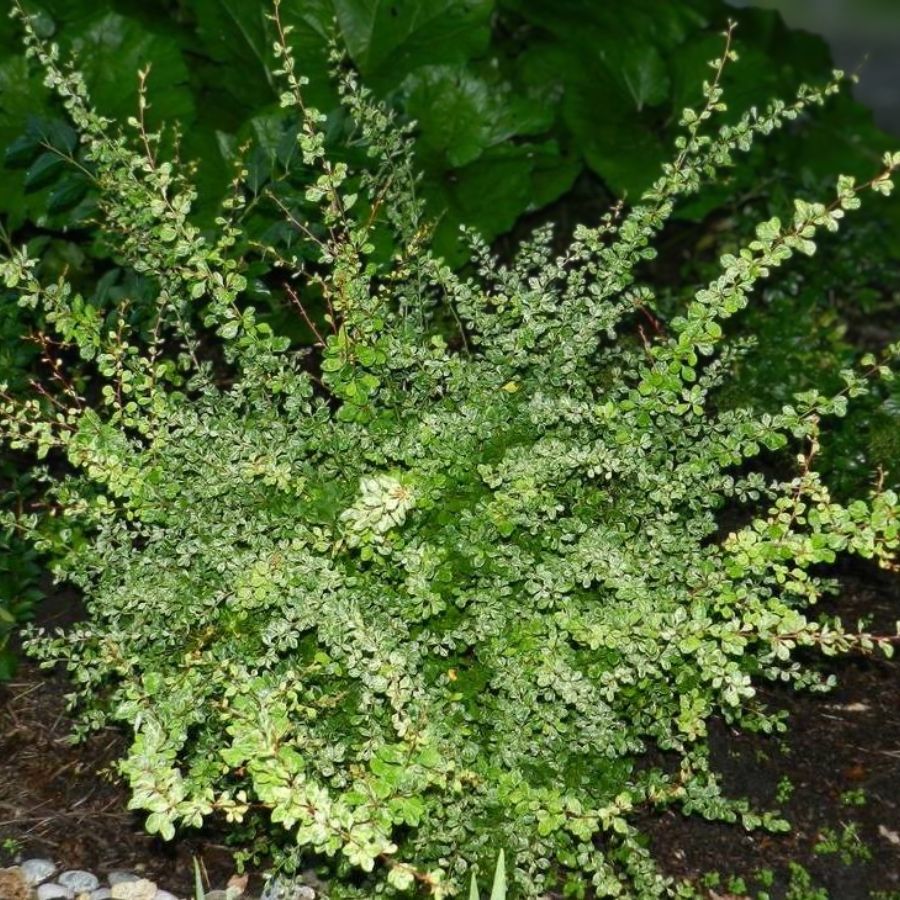 Барбарис Тунберга Келлерис, С2 - Dolina-Sad.Ru