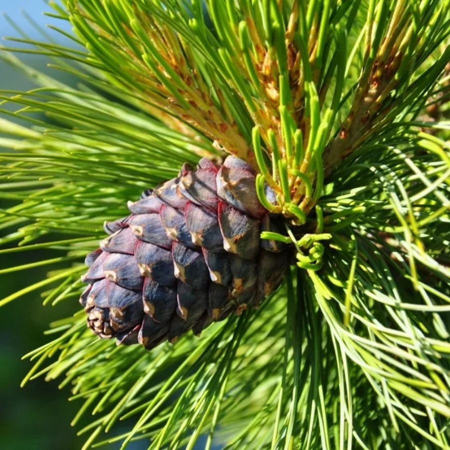 Сосна Кедровая (кедр), С3 - Dolina-Sad.Ru