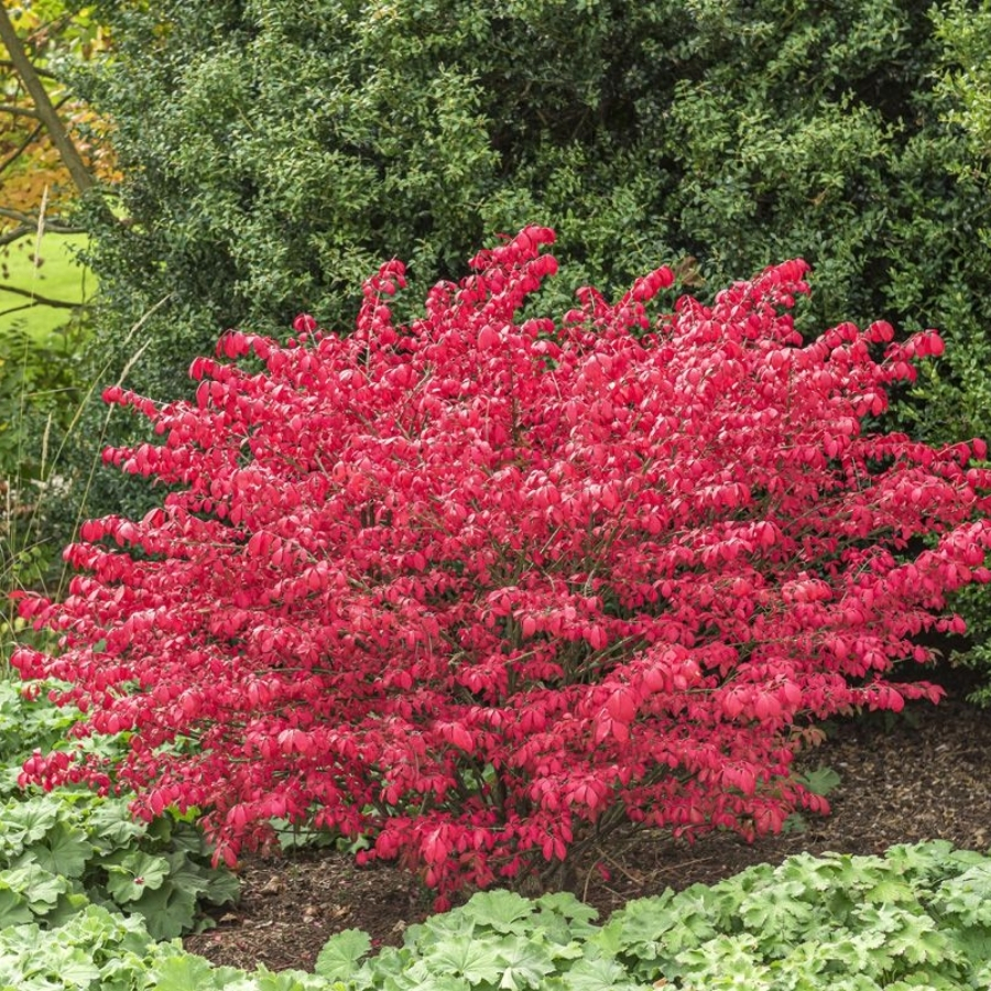 Бересклет крылатый Компактус, С3 - Dolina-Sad.Ru