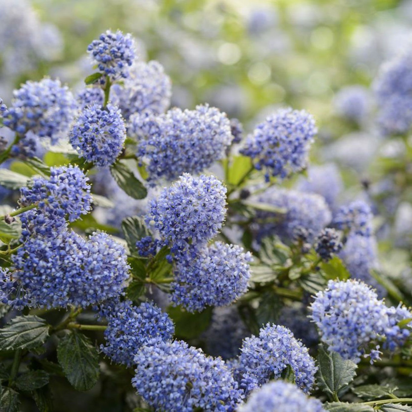 Цеанотус Топаз - Dolina-Sad.Ru