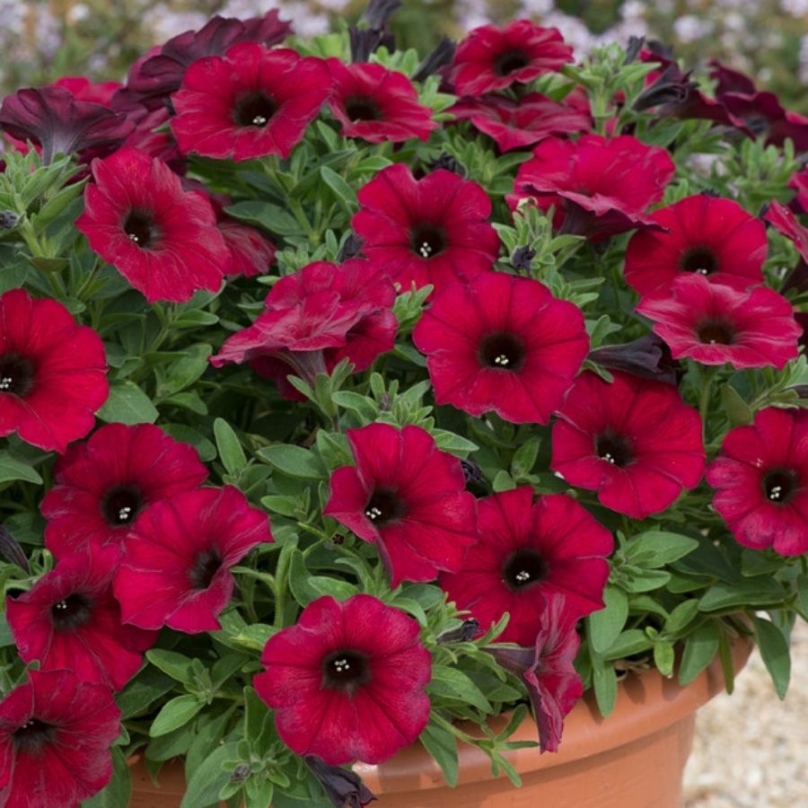 Петхоа Бьютикал Бордеаукс - Dolina-Sad.Ru