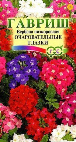Вербена Очаровательные глазки фото