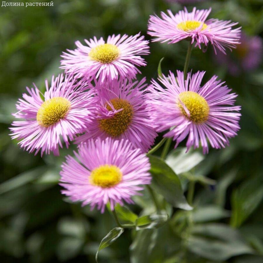 Мелколепестник (эригерон) Роза Джуэл Мелколепестник (эригерон) Роза Джуэл - Dolina-Sad.Ru