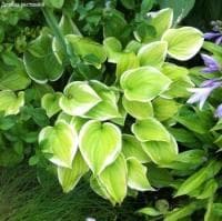 Хоста Фрагрант Букет фото