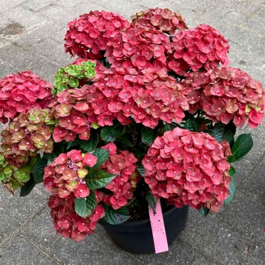 Гортензия крупнолистная Ребелион Чоко Лав Гортензия крупнолистная Ребелион Чоко Лав - Dolina-Sad.Ru