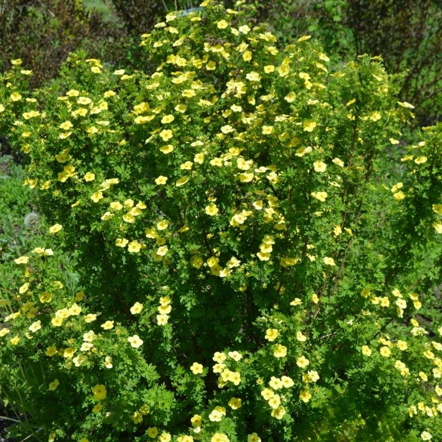 Лапчатка кустарниковая Катерина Дайкс, С3 - Dolina-Sad.Ru