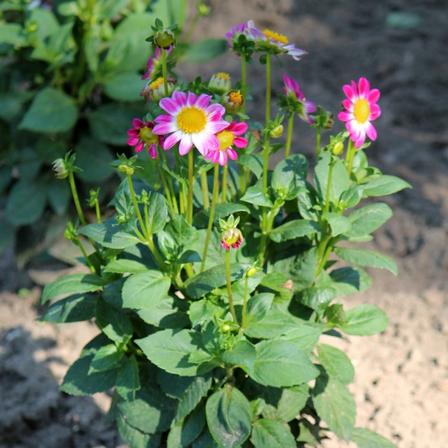 Георгина Свитхарт Георгина Свитхарт - Dolina-Sad.Ru