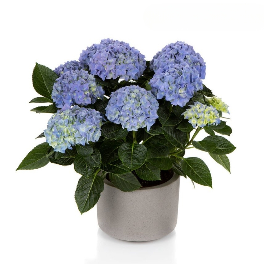 Гортензия крупнолистная Хай Хейло Гортензия крупнолистная Хай Хейло - Dolina-Sad.Ru