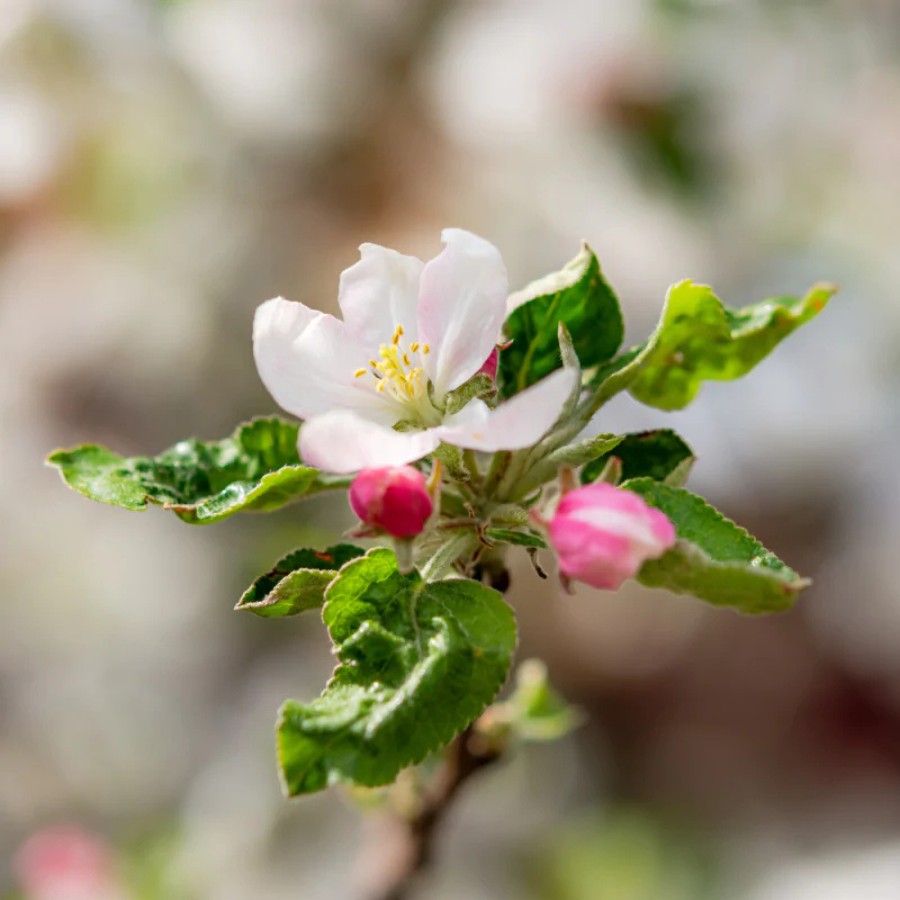 Яблоня лесная Биттенфейдэ, С3 Яблоня лесная Биттенфейдэ, С3 - Dolina-Sad.Ru