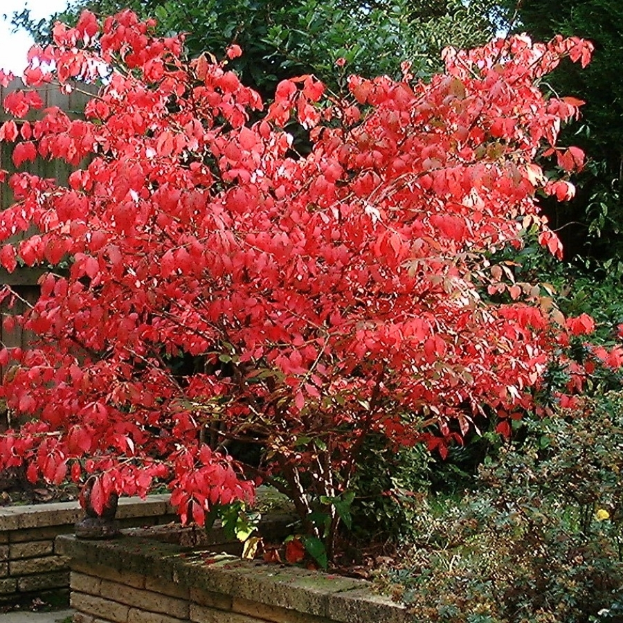 Бересклет крылатый, С3 Бересклет крылатый, С3 - Dolina-Sad.Ru