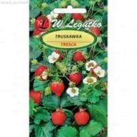 Клубника ананасная Треска (Польша) фото