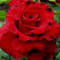 Роза Лавли Ред Роза Лавли Ред - Dolina-Sad.Ru