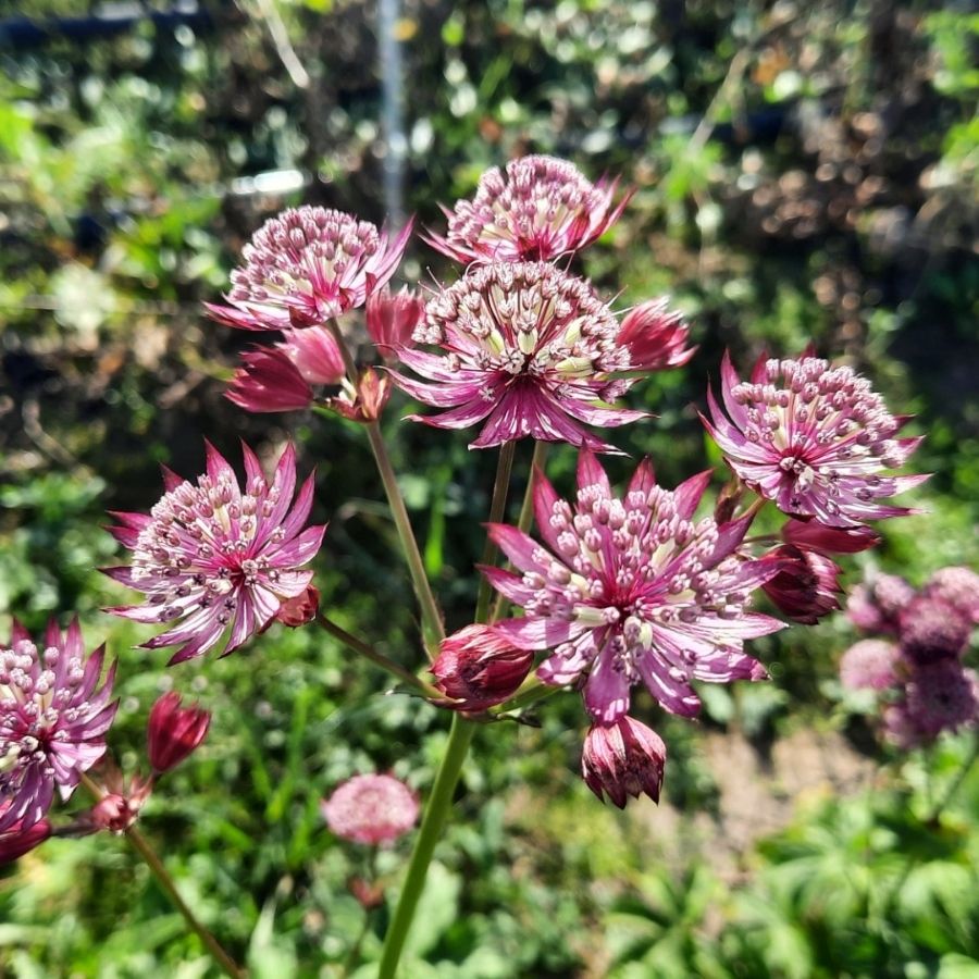 Астранция Дарк Шайни Айз Астранция Дарк Шайни Айз - Dolina-Sad.Ru