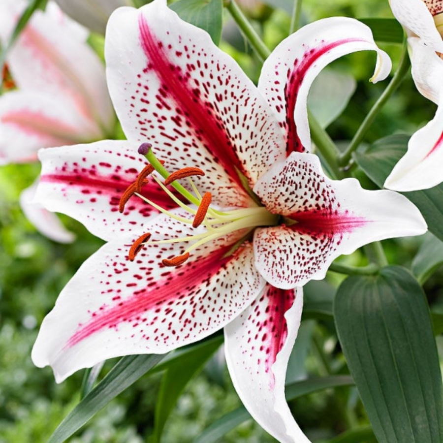 Лилия Тайгервудс Лилия Тайгервудс - Dolina-Sad.Ru