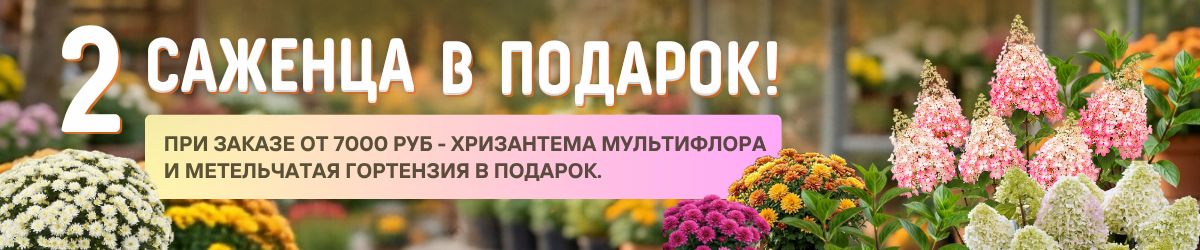 подарок подарок