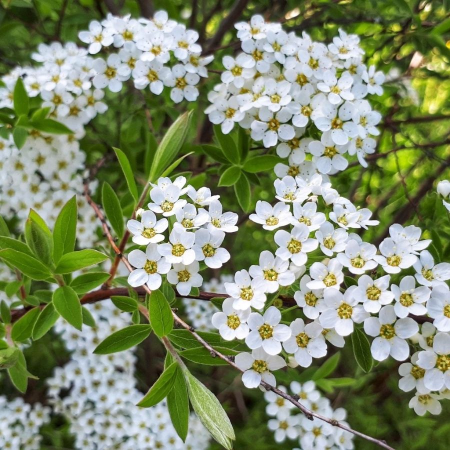 Спирея стелющаяся, С3 - Dolina-Sad.Ru