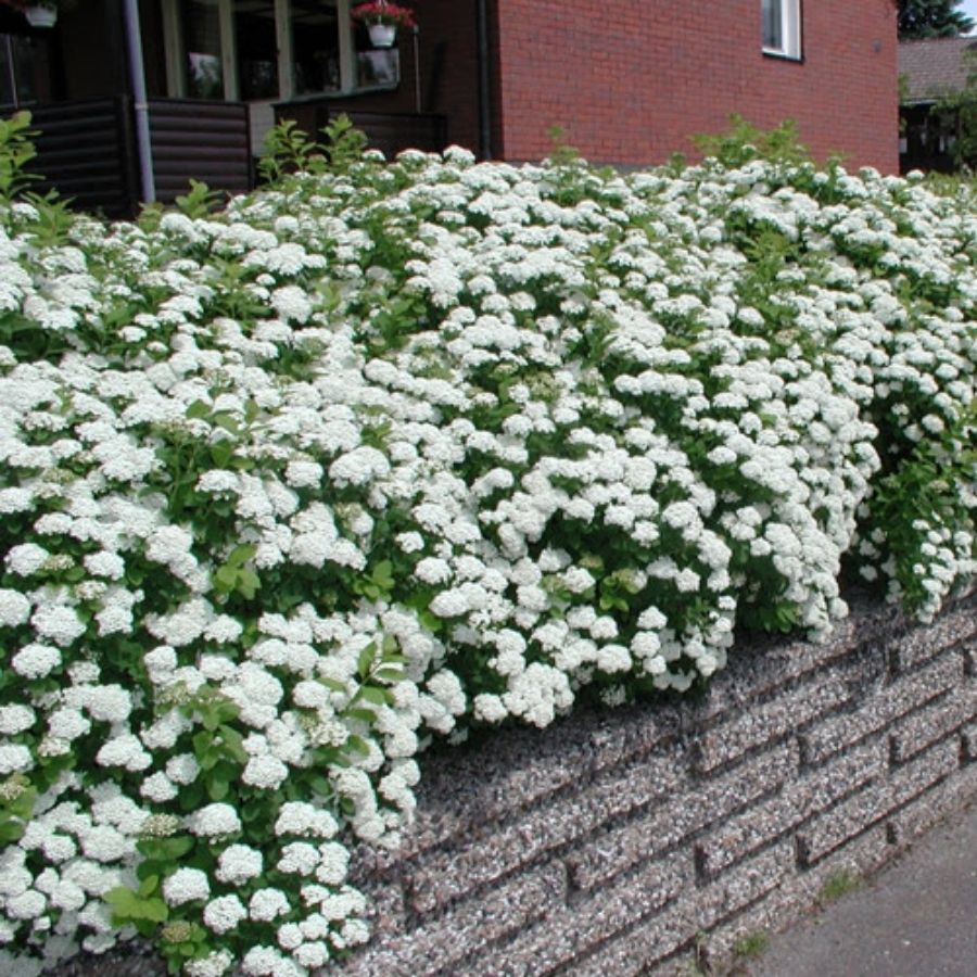 Спирея стелющаяся, С3 - Dolina-Sad.Ru