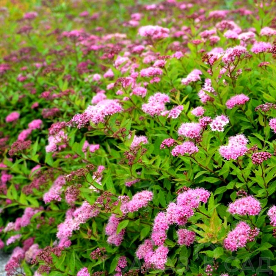 Спирея Оденсала С1,5 - Dolina-Sad.Ru