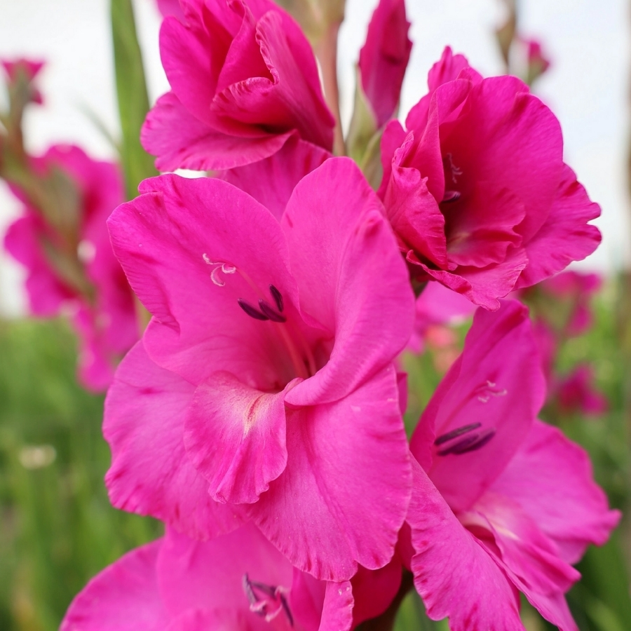 Гладиолус Фуксия Темптейшн Гладиолус Фуксия Темптейшн - Dolina-Sad.Ru