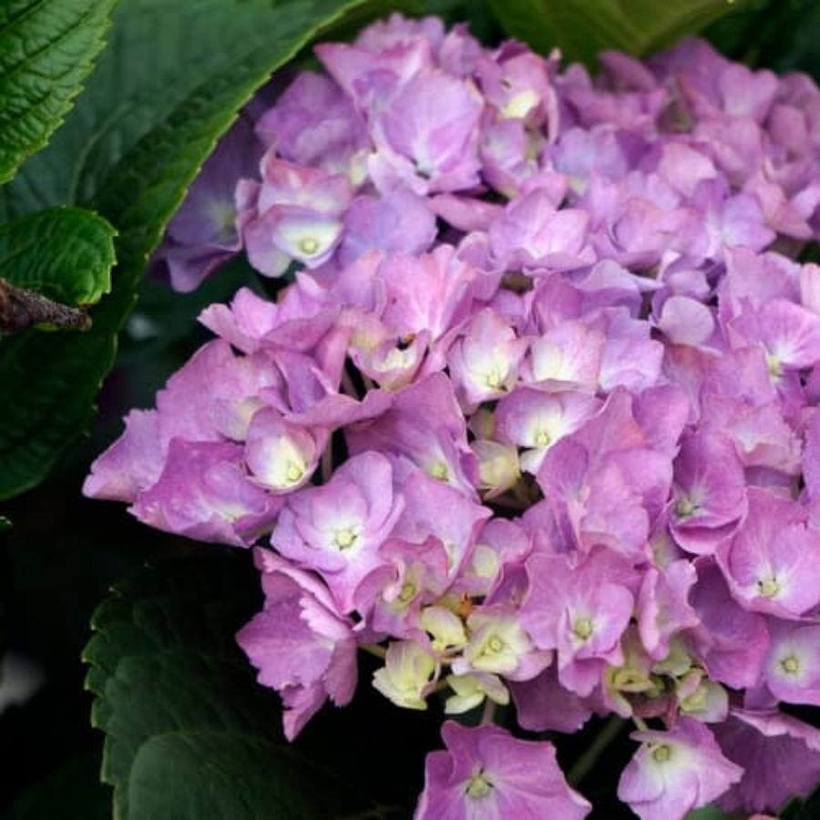 Гортензия крупнолистная Дива Гортензия крупнолистная Дива - Dolina-Sad.Ru