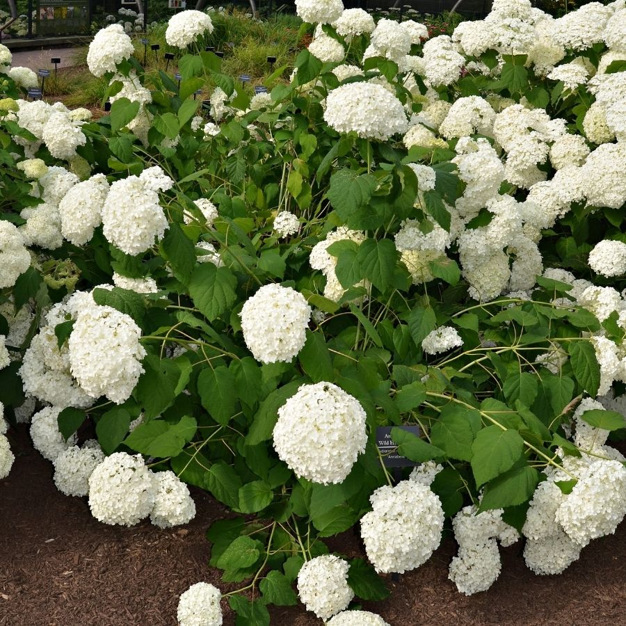 Гортензия древовидная Баунти, С2 - Dolina-Sad.Ru