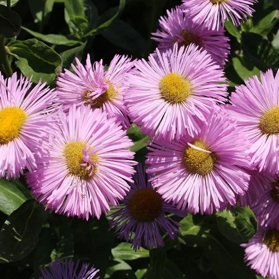 Мелколепестник (эригерон) Роза Джуэл Мелколепестник (эригерон) Роза Джуэл - Dolina-Sad.Ru