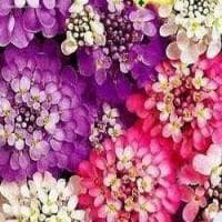 Иберис Самоцветы фото