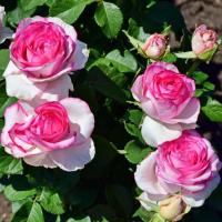 Роза Дольче Вита Роза Дольче Вита - Dolina-Sad.Ru