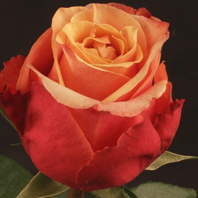 Роза Черри Бренди в горшке - Dolina-Sad.Ru