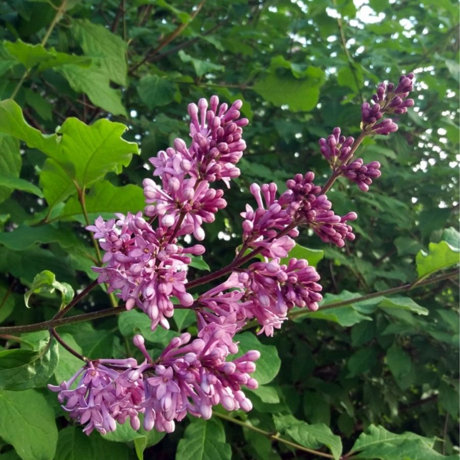 Сирень венгерская, С3 - Dolina-Sad.Ru