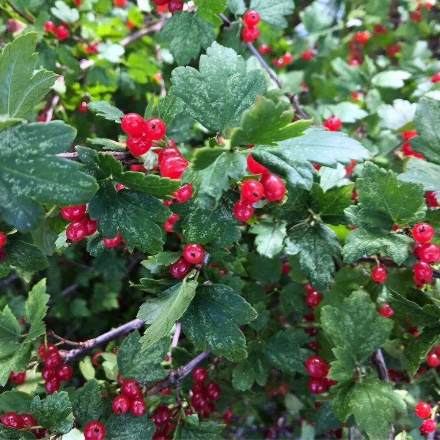 Смородина альпийская, С3 Смородина альпийская, С3 - Dolina-Sad.Ru