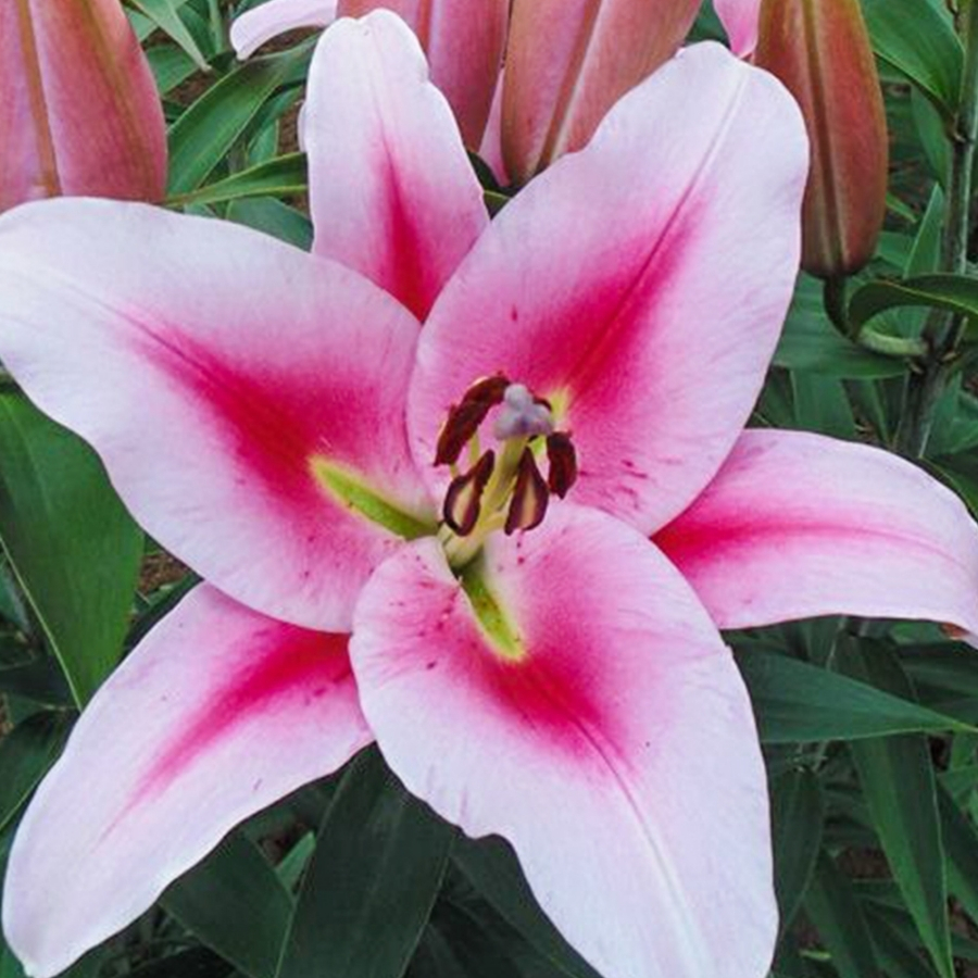 Лилия Фронтера Лилия Фронтера - Dolina-Sad.Ru