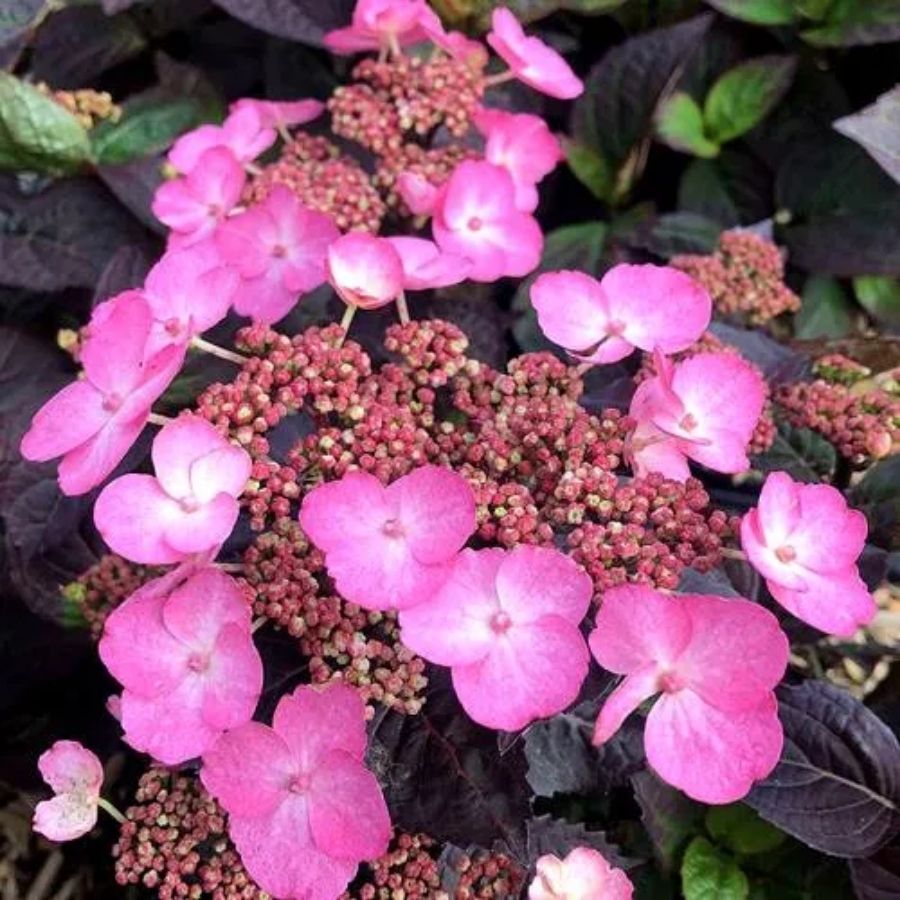 Гортензия пильчатая Дардевил, С3 - Dolina-Sad.Ru