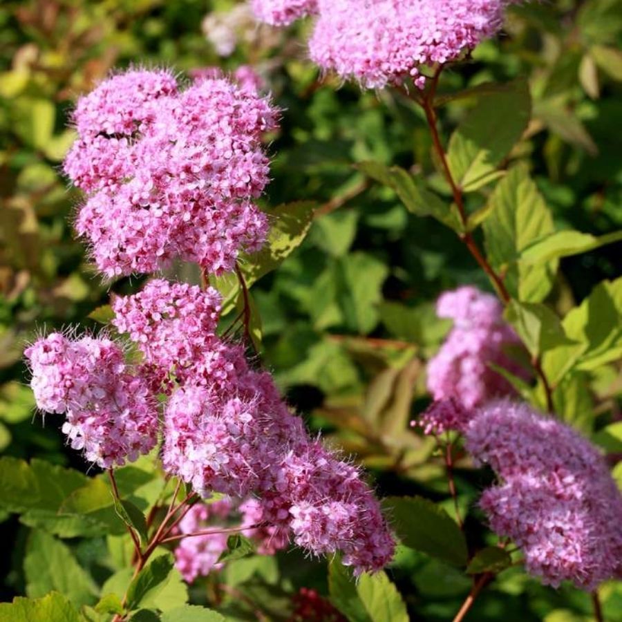 Спирея Оденсала С1,5 - Dolina-Sad.Ru