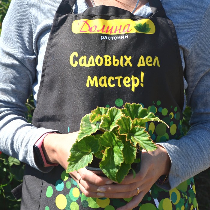 Бегония Самба Микс Бегония Самба Микс - Dolina-Sad.Ru