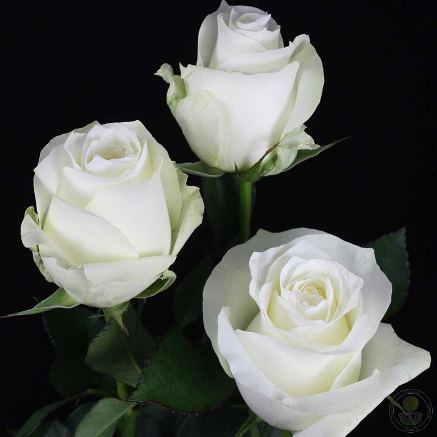 Роза Прауд - Dolina-Sad.Ru