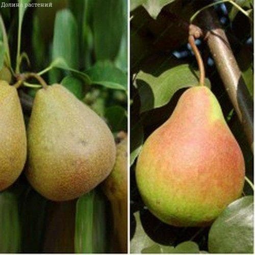 Комплект груш Белорусская поздняя+Большая летняя фото
