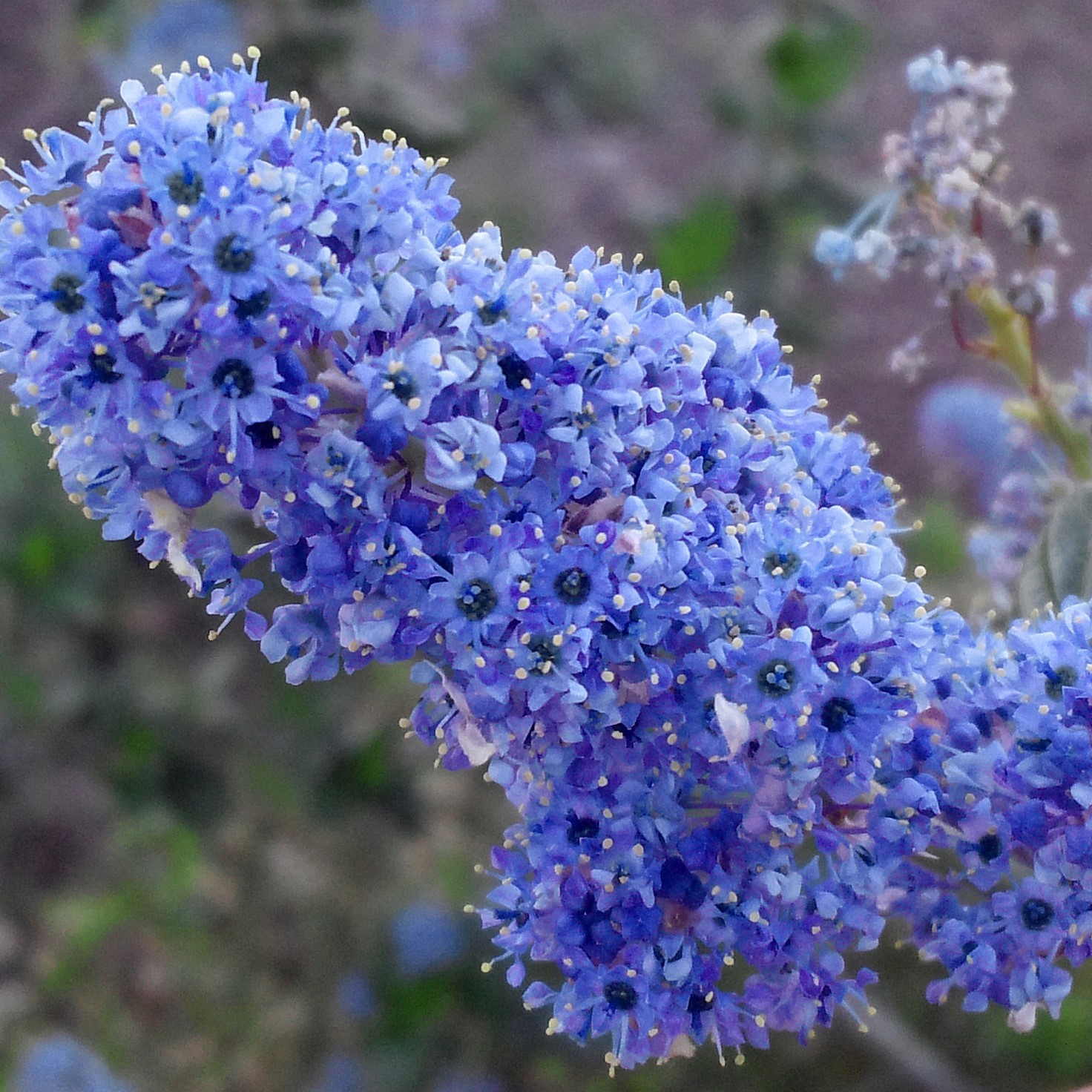 Цеанотус Топаз - Dolina-Sad.Ru