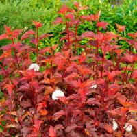 Пузыреплодник калинолистный Диабл Дор, С1,5 - Dolina-Sad.Ru