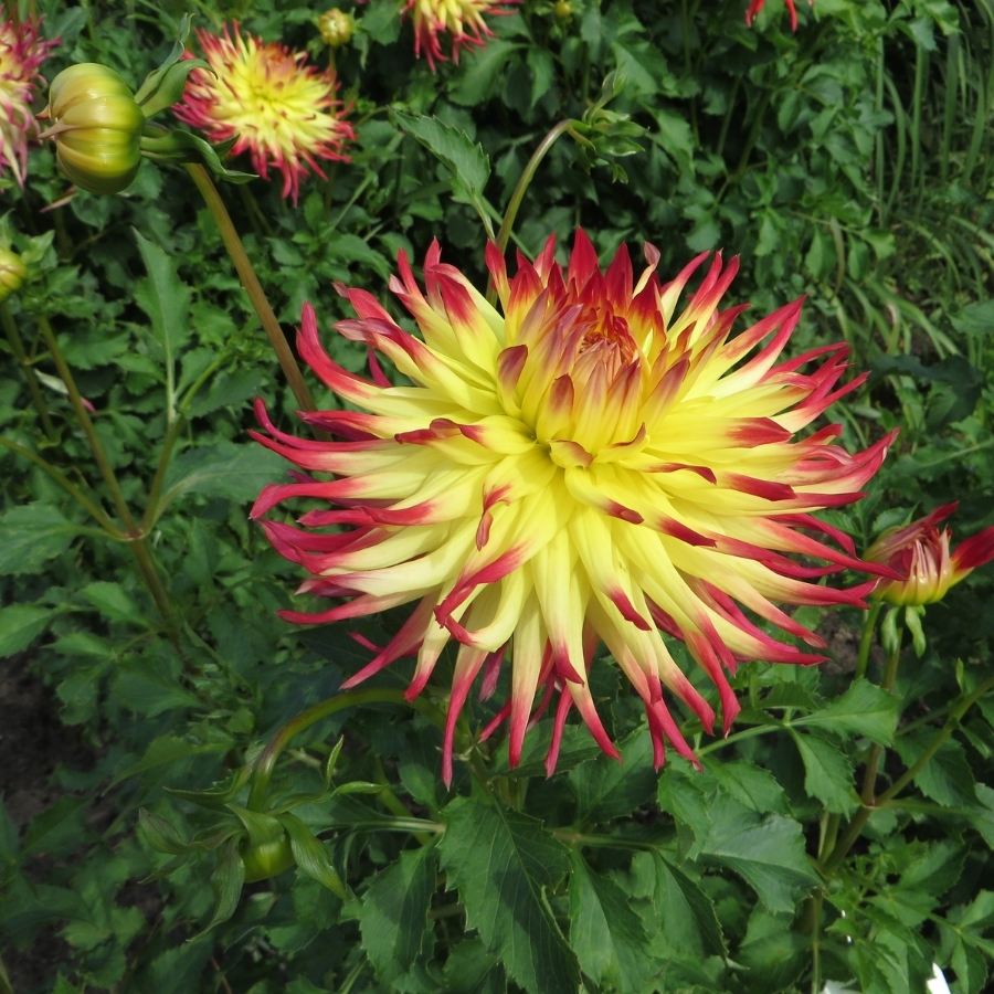 Георгина Джессика Георгина Джессика - Dolina-Sad.Ru