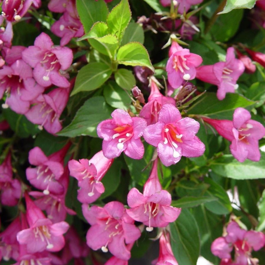 Вейгела Румба, С3 - Dolina-Sad.Ru