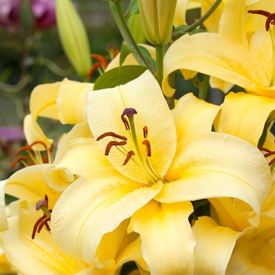 Лилия Элдорет Лилия Элдорет - Dolina-Sad.Ru