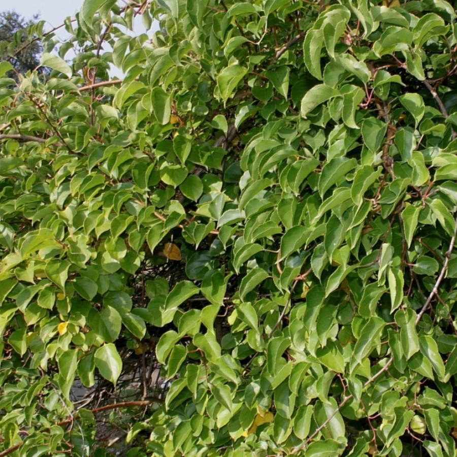 Актинидия аргута Чан Бай Джайент - Dolina-Sad.Ru