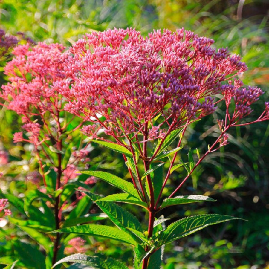 Посконник пятнистый Беби Джо - Dolina-Sad.Ru