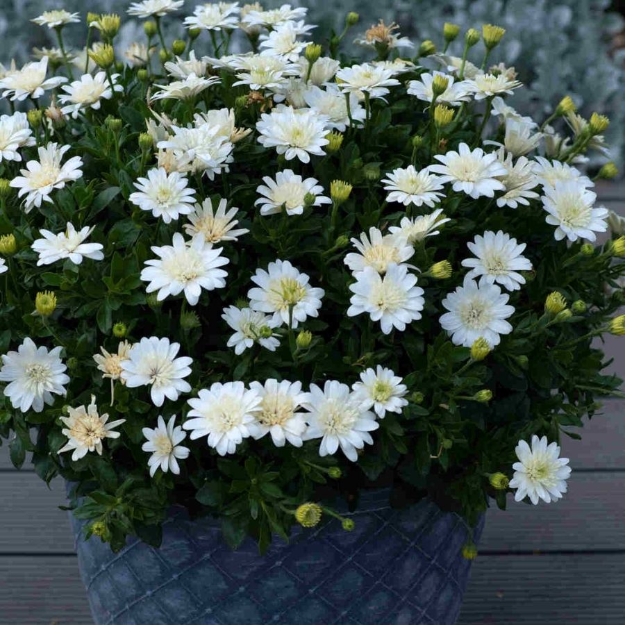 Остеоспермум 3Д Нанук - Dolina-Sad.Ru