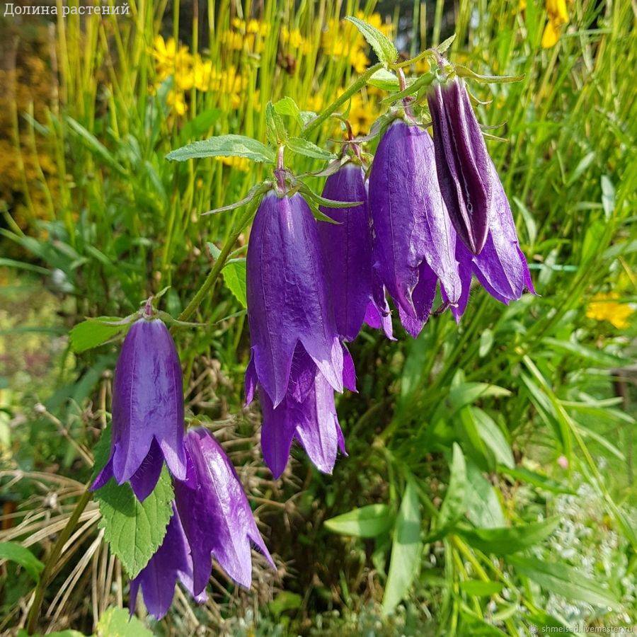 Колокольчик Сарастро Колокольчик Сарастро - Dolina-Sad.Ru