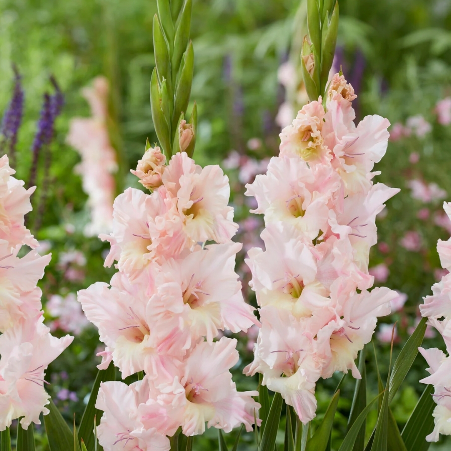 Гладиолус Розовая молния Гладиолус Розовая молния - Dolina-Sad.Ru